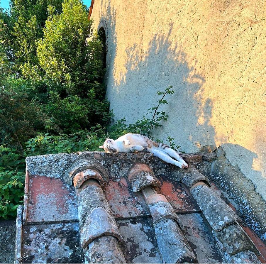 La Volpaia 1521 Villa Barberino Val d'Elsa Luaran gambar